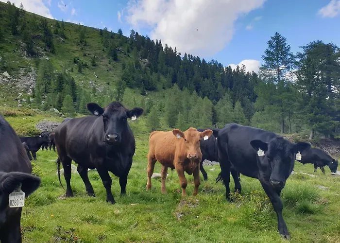 Aignerhof Daire Schellgaden